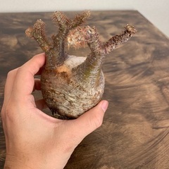 パキポディウム グラキリス 現地株 未発根