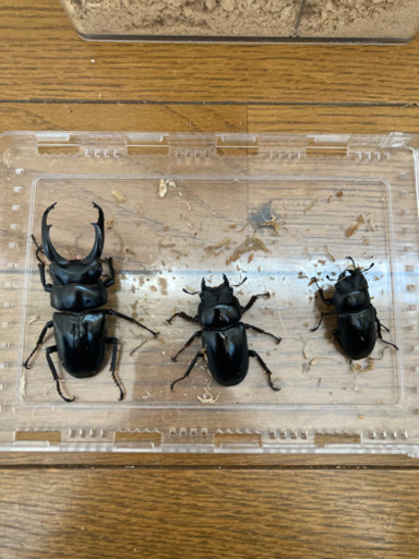 クワガタ福袋限定1セット　早い者勝ち！！