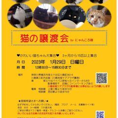 1/29　(日)　猫の譲渡会　by にゃんころ隊の画像
