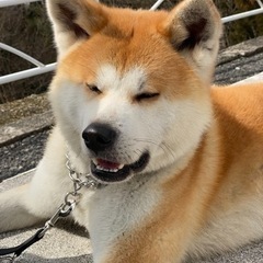 秋田犬