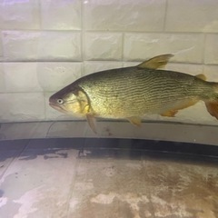 今週まで掲載 ドラド約45cm