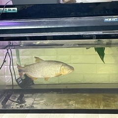 今週まで掲載 ドラド約45cm