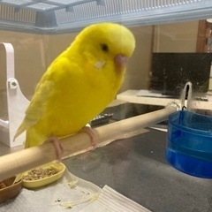 セキセイインコの里親を募集致します