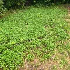 名護市源河ヨモギの植え付け‼️無農薬栽培✨✨✨ - 名護市