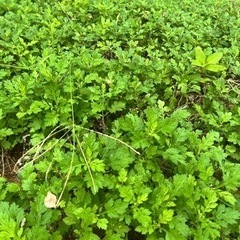 名護市源河ヨモギの植え付け‼️無農薬栽培✨✨✨の画像