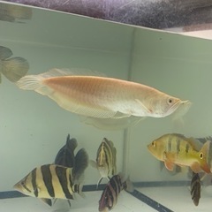 アルビノシルバーアロワナ① アルビノシルバーアロワナ ①