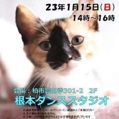 1/15（日）根本ダンススタジオ保護猫譲渡会【柏市】