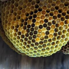 日本蜜蜂の駆除