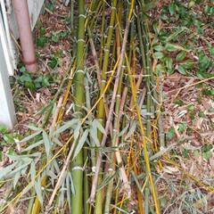 竹(半分は葉や小枝は切り落としてます)