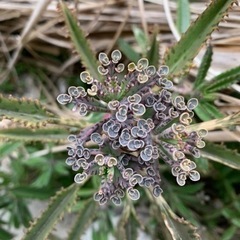 引越しにつき処分します差し上げます✨観葉植物　子株