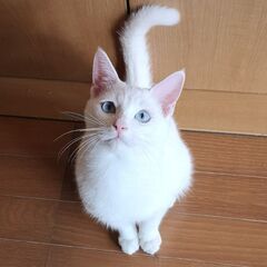 人懐こい真っ白な男の子🐱里親さん募集✨