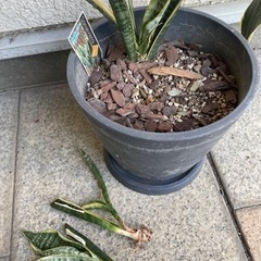 観葉植物サンスベリア 