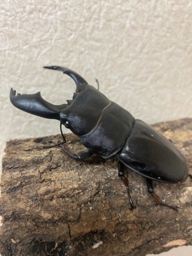 スマトラヒラタ テイオウヒラタ ヘラクレス