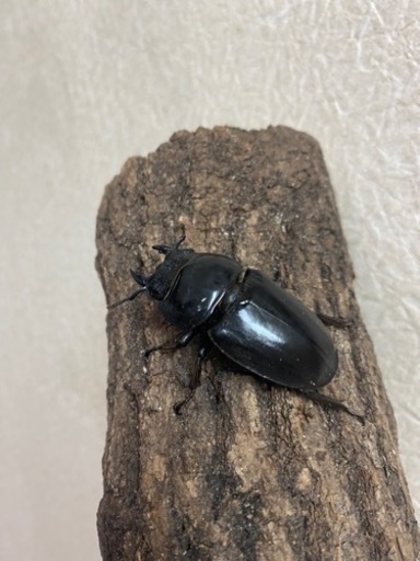 スマトラヒラタ テイオウヒラタ ヘラクレス