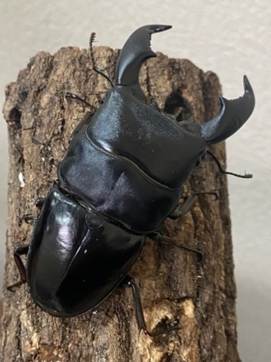 スマトラヒラタ テイオウヒラタ ヘラクレス