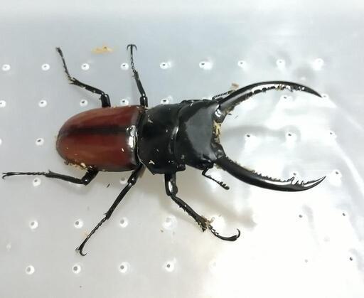 アローコクワガタ 成虫♂1♀2 トリオ