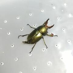 パプアキンイロクワガタ 成虫♂1♀2 トリオ