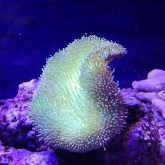サンゴ　ウミキノコグリーン