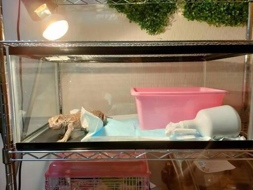 爬虫類ケージ　水槽にもなります。