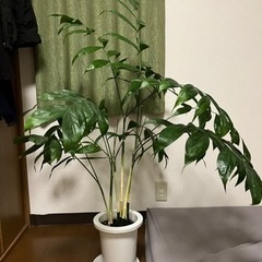 コーセーチャメドレア　120cm 120cm 観葉植物