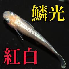 鱗光紅白　メダカ　稚魚１０匹