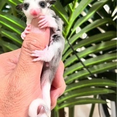 🌸新年セール中🌸フクロモモンガ　リングテールモザイク　男の子 − 東京都