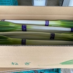 近江野菜　白ネギ　飲食店様パック 15kg-