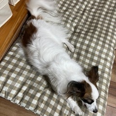 パピヨン5歳 - 犬