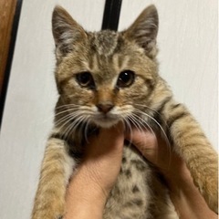 至急可愛い子猫ちゃんの里親募集します。此処は写メしか載せられませ...