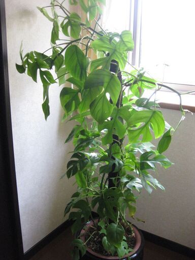 観葉植物♡ヒメモンステラ♡大鉢ヘゴ仕立て♪
