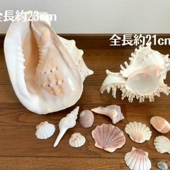 トウカムリ貝　テング貝　巻き貝　法螺貝　置物　インテリア　貝殻　...
