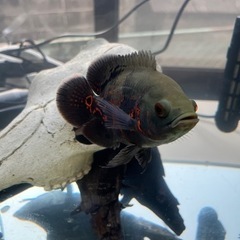 値下げ中　オスカー生体(約15センチ)　専用エサ(残量約8割)　熱帯魚