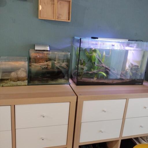 水槽 お魚 お譲りする方が決まりました www.journalrmc.com
