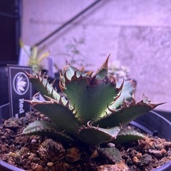 レッドキャットウィーズル】チタノタ アガベ レッドキャットウィーズル