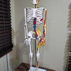 【引取り限定】人体骨格模型 
