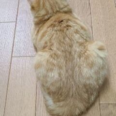 甘えん坊の8ヶ月の子猫里親募集 - 江東区