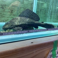 熱帯魚　セルフィンプレコ　30cm  魚　鑑賞魚　
