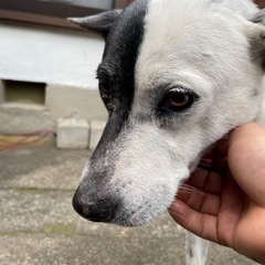 1〜2歳　オス　成犬里親募集