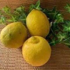 フォーチュン村で無農薬栽培した愛媛産レモン３個200円