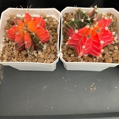 多肉植物 サボテン 緋紅牡丹 2株