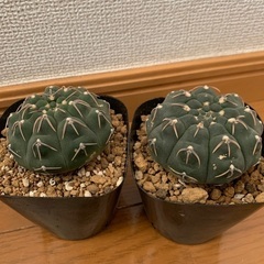 多肉植物 サボテン ギムノカリキウム バッテリー 2株