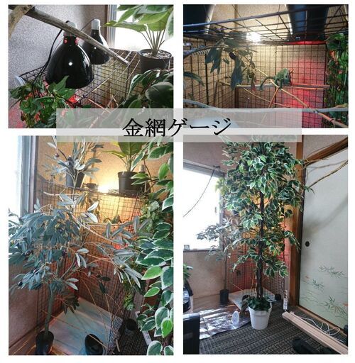 超稀少!貴花田の浴衣生地(関取昇進祝い、第一号の反物) お早う 超稀少!貴花田の浴衣生地(関取昇進祝い、第一号の反物) お早う