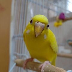 セキセイインコ メス ３才