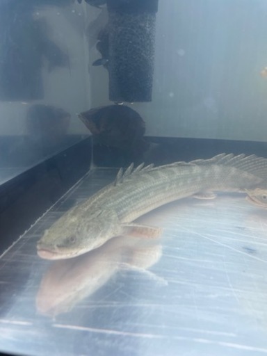 チャド産　ビキールビキール約35cm (死着保証なし) 値引き不可