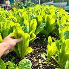 🍅オーガニック野菜🥬