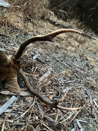 鹿の解体体験、三段角のお土産付き