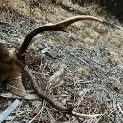 鹿の解体体験、三段角のお土産付き