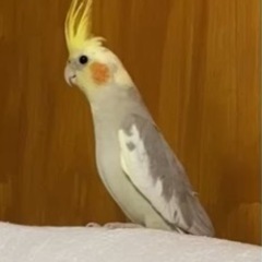 オカメインコがいなくなりました。