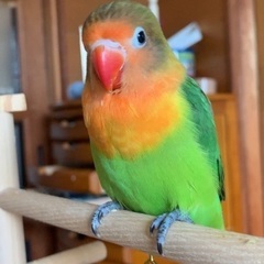 インコを探しています