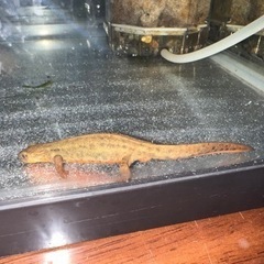 アカハライモリ　